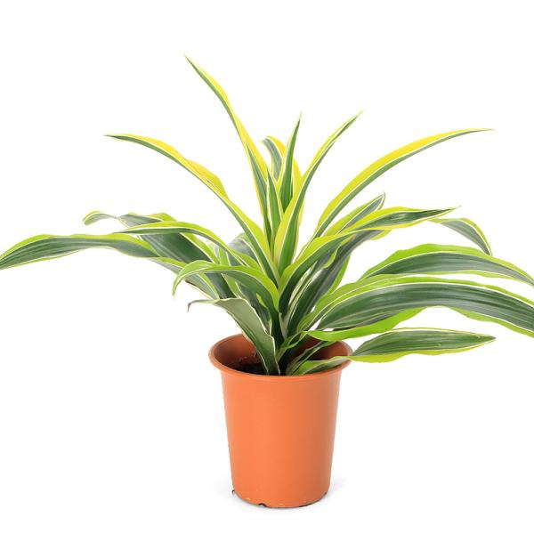 観葉植物　ガーデニング リュウケツジュ　竜血樹　ドラセナデレメンシス　ドラセナ　ワーネッキー　ドラセナ　ワーネッキー　枝変わり　Ｄｒａｃａｅｎａ　ｄｅｒｍｅｎｓｉｓ　“Ｗａｒｎｅｃｋｉｉ”　ｃｖ．Ｌｅｍｏｎ　Ｌｉｍｅ　育て方　育成方法　栽培...