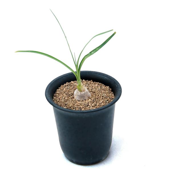 （観葉植物）　_gardening　観葉　ガーデニング　リュウゼツラン　キジカクシ　ドラセナノリナ　ノリナレクルバータ　ポニーテール　子ブタのしっぽ　子豚のしっぽ　徳利蘭　コーデックス　塊根植物　Beaucarnea　recurvata　N...