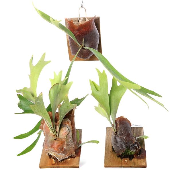 _kame　_hachu　_gardening　観葉植物　園芸　ガーデニング　ビバリウム　アクアテラリウム　パルダリウム　水草　着生シダ　プラティケリウム　Platycerium　bifurcatum　netherlands　ネザーランズ　...