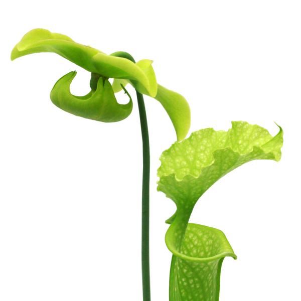 く*い様 食虫植物　サラセニア　ももいろといき 商品一覧 - Y's Exotics （山田食虫植物農園）