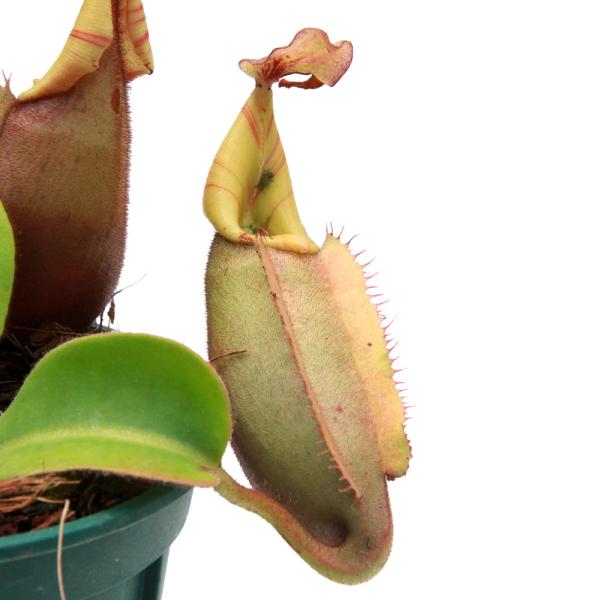 【2本植え】食虫植物 ネペンテス・ビーチ バリオ ウツボカズラ 楽天市場】（食虫植物）一点物 ウツボカズラ ネペンテス ビーチ