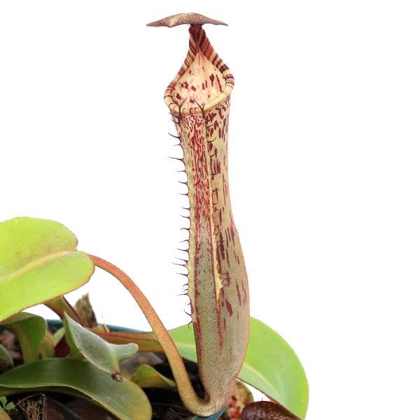 プ*◎様 取引100記念！　食虫植物　ウツボカズラ　ネペンテス　1000円スター f8354-2.jpg