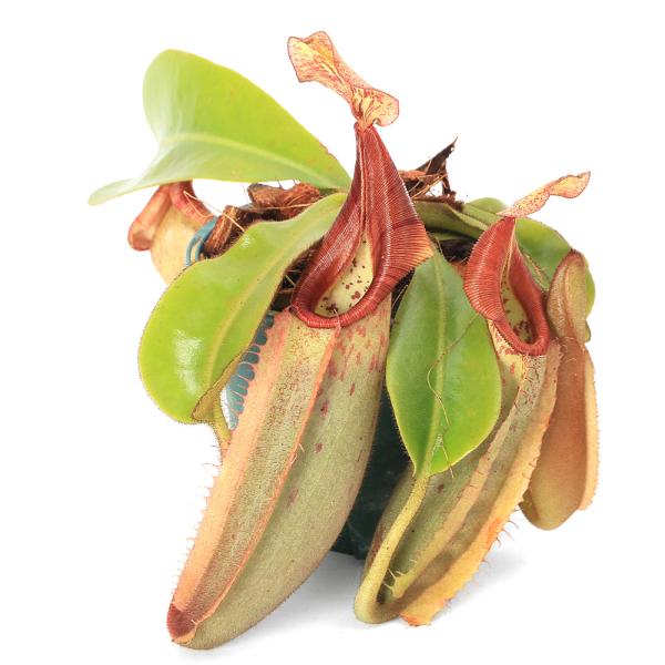 【2本植え】食虫植物 ネペンテス・ビーチ バリオ ウツボカズラ 食虫植物）ウツボカズラ ネペンテス ビーチバリオ×ケメルラング