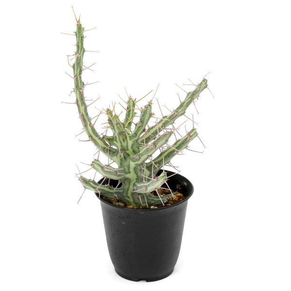 多肉植物）一点物 ユーフォルビア シザカンサ 2．5号（1鉢