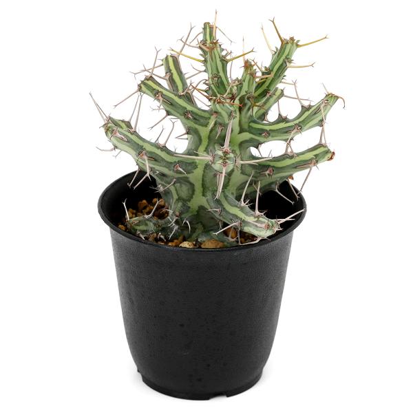 多肉植物）一点物 ユーフォルビア シザカンサ 2．5号（1鉢