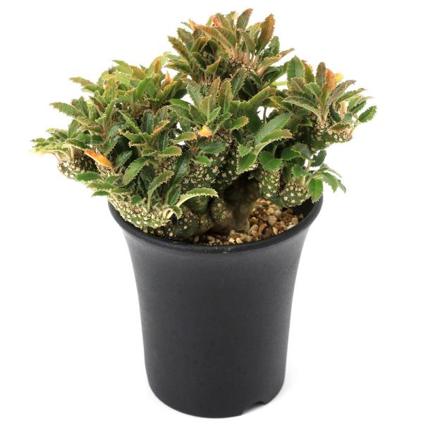 ドルステニア　フォエチダ　クリスタータ ドルステニア フォエチダ クリスタータ(綴化) 「Dorstenia