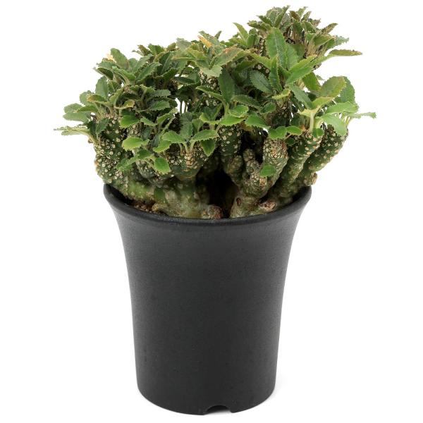 ドルステニア　フォエチダ　クリスタータ chanet_353391