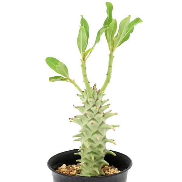 多肉植物）一点物 ユーフォルビア ロンギツベルクローサ 3号（1鉢