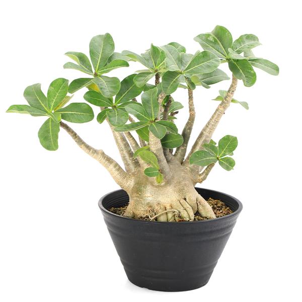 観葉植物　_gardening　ガーデニング　多肉植物　アデニューム　アデニウム　コーデックス　マダガスカル植物シリーズ　Ａｄｅｎｉｕｍ　ａｒａｂｉｃｕｍ　アラビカム　アカビクム　デザートローズ　砂漠のバラ　キョウチクトウ　熱帯植物　Ｄｅｓ...