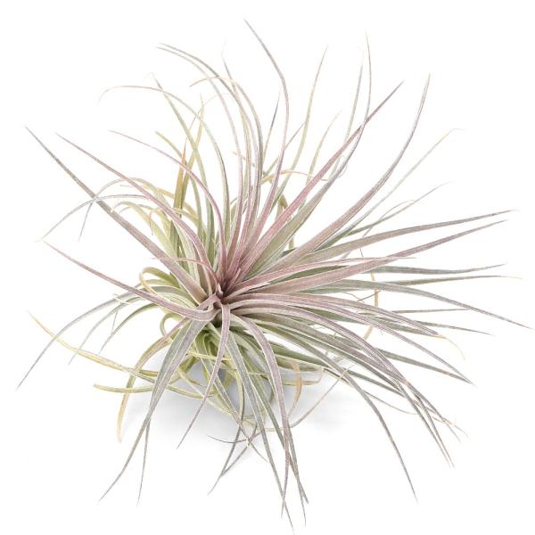 観葉植物）エアープランツ チランジア コットンキャンディ ピンク