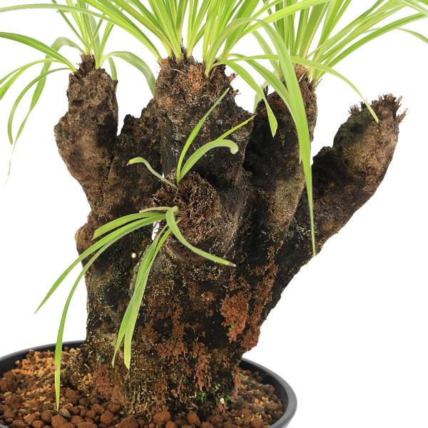 観葉植物）一点物 キセロフィタ トリコフィラ 現地株（353545