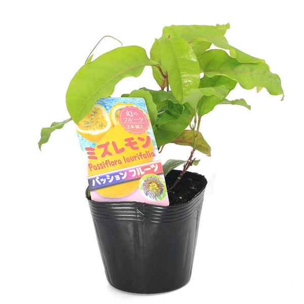 メーカー：カネコ種苗 観葉植物　_gardening　green_curtain　vegetable_series　ガーデニング　果樹　果樹苗木　果物　苗　緑のカーテン　グリーンカーテン　パッションフルーツ　Passiflora　eduli...