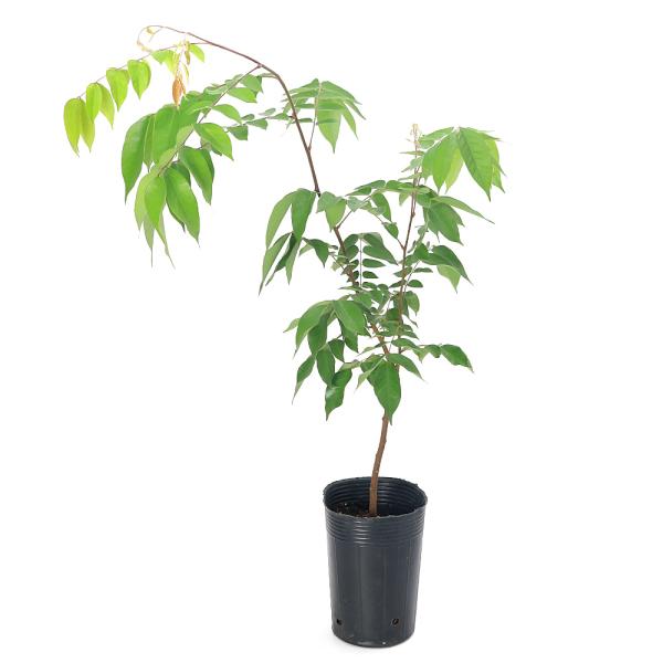 メーカー：東京花壇 _gardening　ガーデニング　野菜　苗　家庭菜園　園芸　野菜の苗　野菜苗　ポット苗　育て方　育成方法　栽培方法　観葉植物　星　スターフルーツ　ゴレンシ　Averrhoa　carambola　果樹苗　トロピカルフルー...