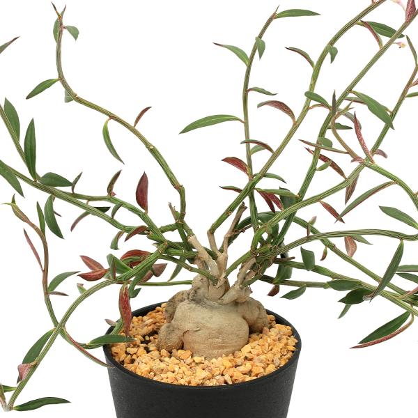 ガーデニング　サボテン・多肉植物植物　インテリア　tanikuplapot_series　植物　植物生体　ガーデニング生体　ビバリウム　アクアテラリウム　パルダリウム　育て方　育成方法　栽培方法　観葉植物　montanum　var.　rub...