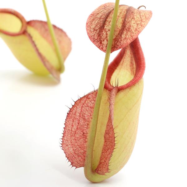 食虫植物）ウツボカズラ ネペンテス ピンクブッシュ 吊り鉢タイプ 5号