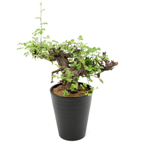 観葉植物）一点物 コミフォラ ボラネンシス 秋〜春落葉 枝カット
