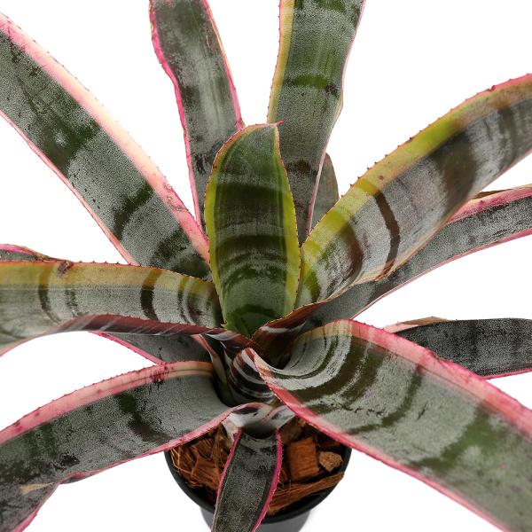 観葉植物）一点物 エクメア オト 3号（1鉢）タンクブロメリア