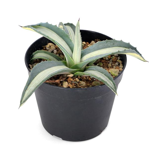 観葉植物　_interior　ガーデニング　観葉　アガベ　リュウゼツラン　多肉　センチュリープランツ　インテリア　tanikuplapot_series　tanikupot_series　Ａｇａｖｅ　ａｍｅｒｉｃａｎａ　ｖａｒ．　ｐｒｏｔｏ...