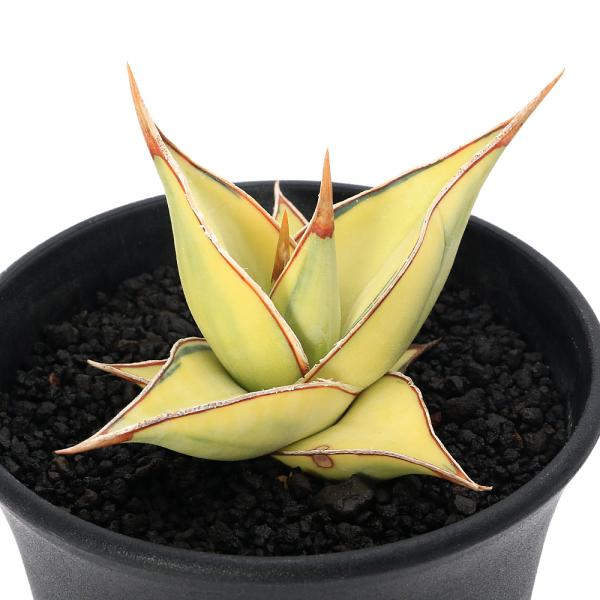 観葉植物）一点物 サンスベリア ピングイキュラ 斑入り 3．5号（1鉢