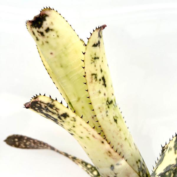 観葉植物）一点物 ビルベルギア ライムストーン 3．5号（1株