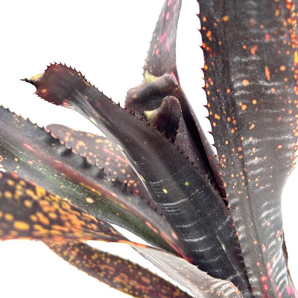 観葉植物）一点物 ビルベルギア オビワン 3号（1株） : チャーム