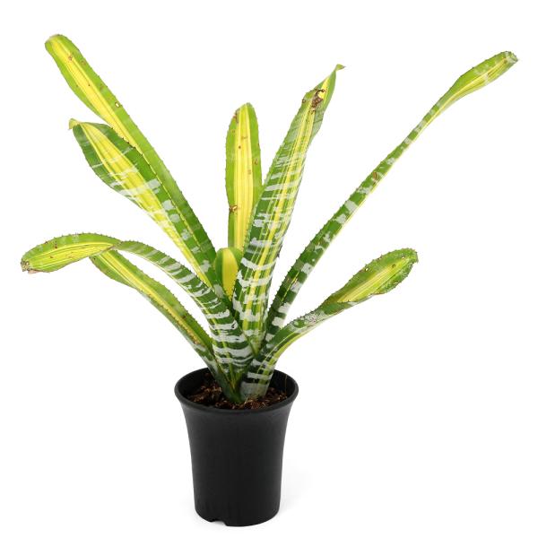 観葉植物）一点物 エクメア チャンティニー 'サムライ' 3号（1株