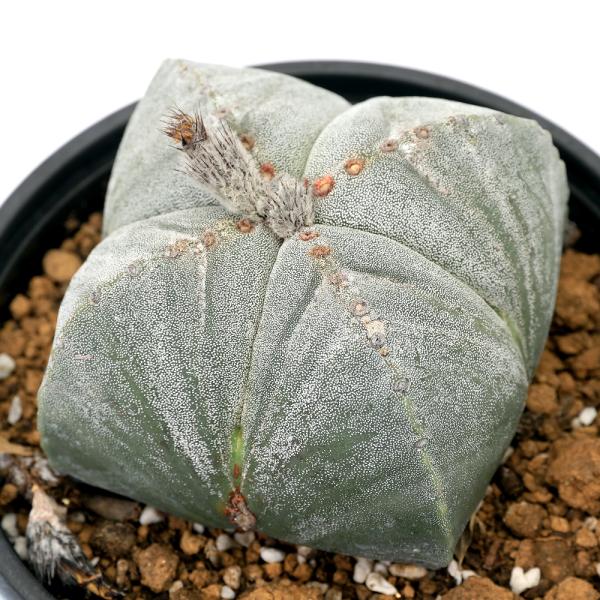 多肉植物）一点物 サボテン アストロフィツム 四角鸞鳳玉