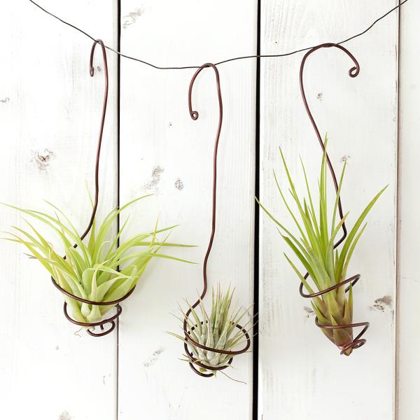 _gardening　観葉　ガーデニング　ビバリウム　アクアテラリウム　パルダリウム　水草　virgin_cork_green　corkitem_flower_series　植物　植物生体　ガーデニング生体　vivarium_plant_s...