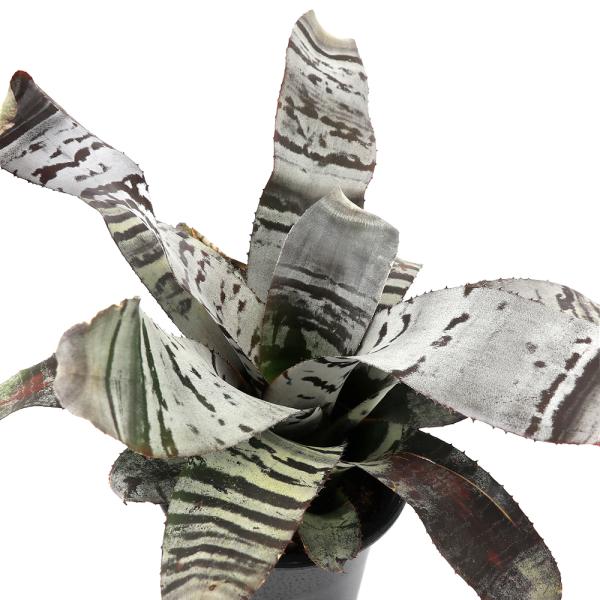 観葉植物）エクメア チャンティニー 'ブラックアイス' 5号（1鉢