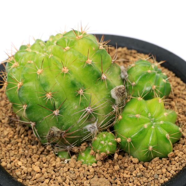 【現品】サボテン　エキノプシス・ハイブリッド　15号（1） 楽天市場】【現品】サボテン エキノプシス・ハイブリッド 15号（1