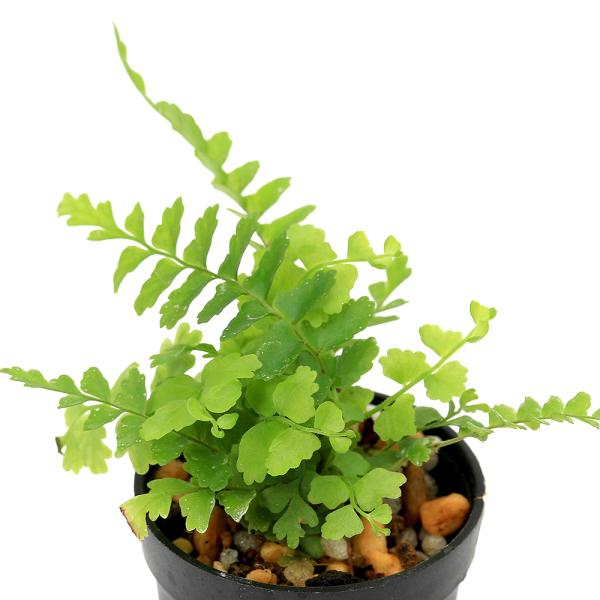 ネフロレピス　ミニビバリウムプランツ　育て方　育成方法　栽培方法　opa2_delete　しだ　羊歯　kaijo　チェスター　Ｎｅｐｈｒｏｌｅｐｉｓ　‘Ｃｈｅｓｔｅｒ’　矮性品種　ビバリウムプランツ　観葉植物　シダ植物　2025tuuki　...