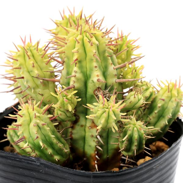 多肉植物 緑と赤のグラデーション*2 中型多肉植物 緑と赤のグラデーション*2