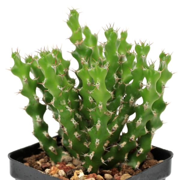 多肉植物）ユーフォルビア ラムローサ 2．5号（1鉢） : チャーム