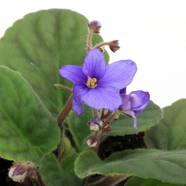 セントポーリア　カリブ　Ｓａｉｎｔｐａｕｌｉａ　ｉｏｎａｎｔｈａ　イワタバコ科セントポーリア属　タンザニア　育て方　観葉植物　rknd　2025tuuki　ｙ25ｍ08　toukihassouhuka