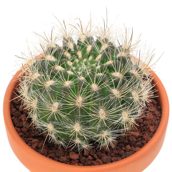 多肉植物）素焼鉢 サボテン 多彩玉（タサイダマ） 3号（1鉢