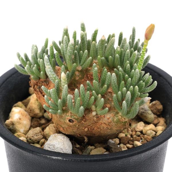 多肉植物）アボニア クイナリアssp． アルストニー 赤花 Lサイズ