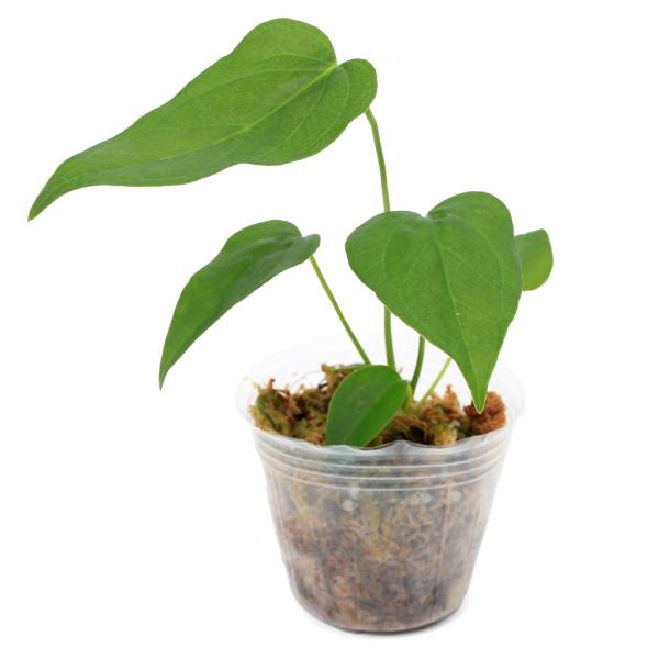 観葉植物）一点物 アンスリウム クイーンオブハート 2．5号（1