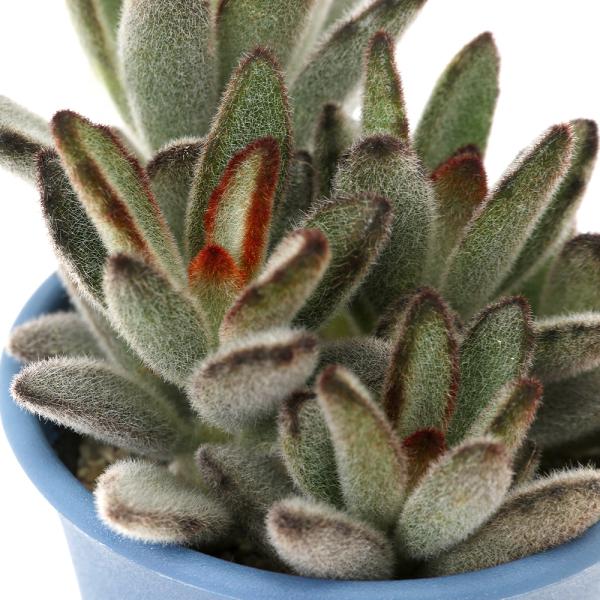 _interior　_kame　_hachu　ガーデニング　多肉植物　ツキトジ　クロトジ　兎の耳　ウサギのミミ　月兎耳　カランコエ　トメントーサ　ベンケイソウ科　_gardening　植物　植物生体　ガーデニング生体　tanikuplapo...