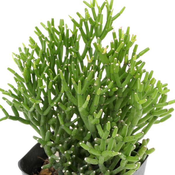 ガーデニング　サボテン・多肉植物　サボテン植物　リプサリス　植物　植物生体　ガーデニング生体　ビバリウム　アクアテラリウム　パルダリウム　育て方　育成方法　栽培方法　観葉植物　ハティオラ　バンブソイデス　多肉　多肉植物　カクタス　シャボテン...