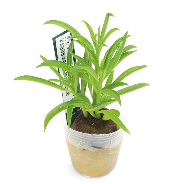 _kame　_hachu　観葉植物　園芸　ガーデニング　ビバリウム　アクアテラリウム　パルダリウム　両爬向き植物　つる性　コショウ科　サダソウ属　Peperomia　ハイドロカルチャー　オアシス苗　_gardening　植物　植物生体　ガー...