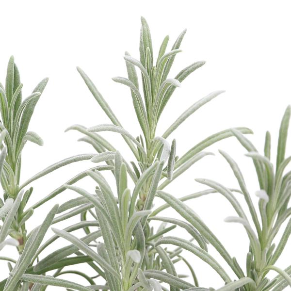 _gardening　ガーデニング　ハーブ　苗　herbpot_series　ラバンディン　育て方　育成方法　栽培方法　Lavandula　intermedia　観葉植物　dta　herb2025 ラバンジン　グレイレディ　Lavandul...