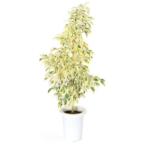 観葉植物　Oobachi　園芸　ガーデニング　ビバリウム　アクアテラリウム　パルダリウム　両爬向き植物　クワ科　イチジク属　Ficus　benjamina　'Variegata'　ベンジャミンゴムノキ　フィカスベンジャミナ　フィカス　ベンジ...