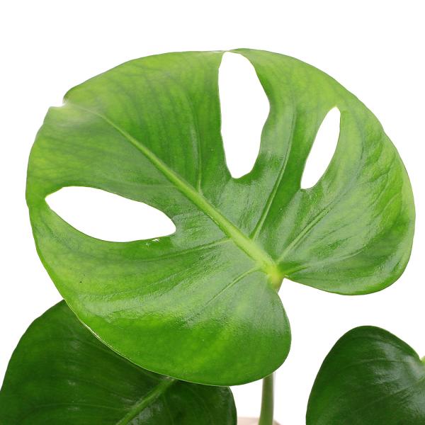 モンステラ・タウエリ　Ｍｏｎｓｔｅｒａ　ｄｅｌｉｃｉｏｓａ　Ｔａｕｅｒｉｉ　観葉植物　サトイモ科　モンステラ属　育て方　インドアグリーン　室内　モンステラ　rknd　2025tuuki　ｙ25ｍ09　toukihassouhuka