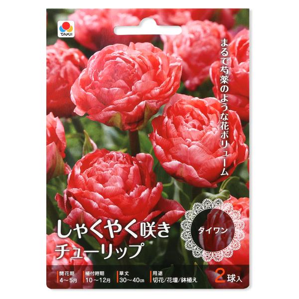（観葉植物）　観葉植物　bulbitem_series　_gardening　ガーデニング　チューリップ　球根　切り花　切り花向き　切花　切花向き　花壇　鉢植え　庭植え　地植え　寄せ植え　コンテナ　コンテナガーデン　プランター　育て方　育成...