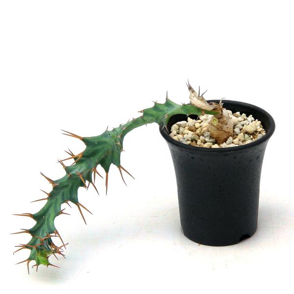 ユーフォルビア　クラビゲラ　実生株 （鉢付き) 多肉植物）一点物 ユーフォルビア クラビゲラ 実生 2．5号（1鉢