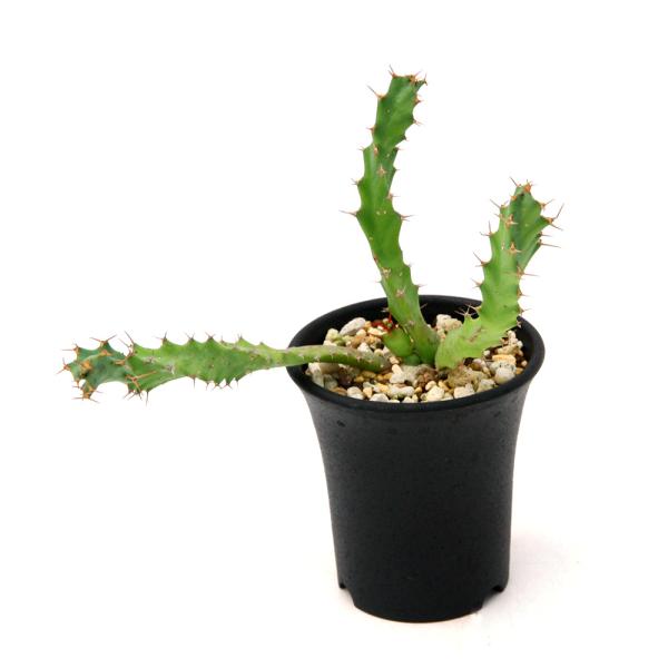 多肉植物）一点物 ユーフォルビア クラビゲラ 実生 2．5号（1鉢