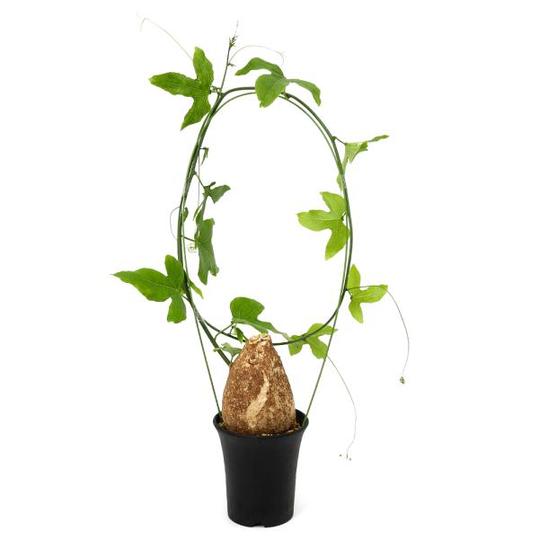 アデニア　ビリディフローラ　Ａｄｅｎｉａ　ｖｉｒｉｄｉｆｌｏｒａ　塊根植物　トケイソウ科アデニア属　マダガスカル　rknd　2025tuuki　y25m10　toukihassouhuka　hassouhuka2