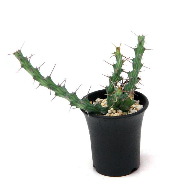 ユーフォルビア　シミリラメア isla del pescado - Euphorbia similiramea-ユーフォルビア・シミリラメア