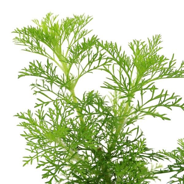 _gardening　ガーデニングユーパトリウム　グリーンフェザー　グリーンフェザー 苗 宿根草苗 花壇用　フジバカマ 洋種 グリーンフェザー　Eupatorium Green Feather　カラーリーフ 宿根草植物　植物生体　ガーデニン...