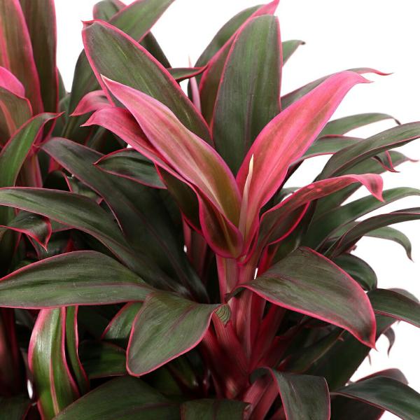 観葉植物）コルジリネ フルティコサ ドール 5号（1鉢） : チャーム